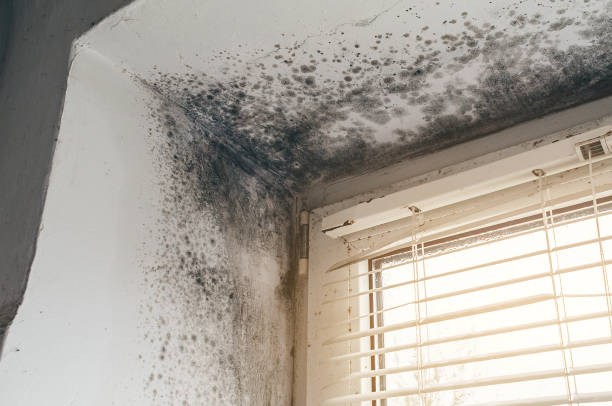 Affordable Mold Removal solutions in Lake Hiawatha, NJ